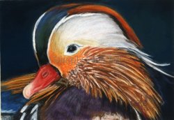 Mandarin Duck