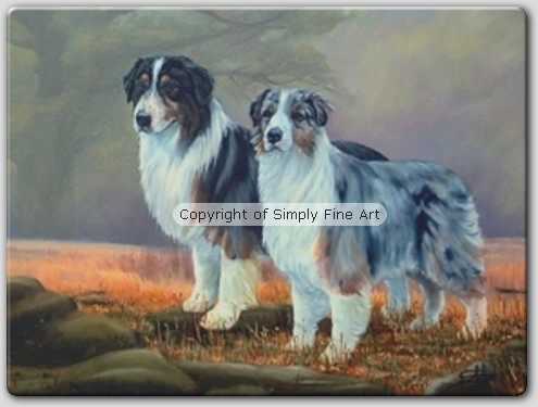 Australian Shepherds