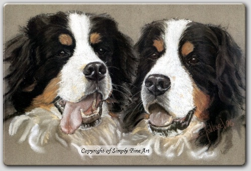 Bernese Mt Dog