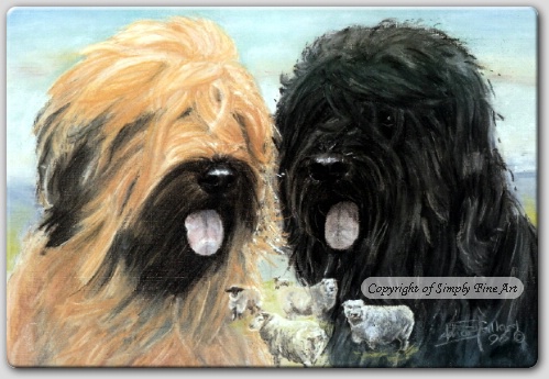 Briard