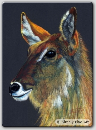 Waterbuck