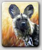 Afican Wild Painted Dog 