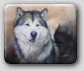 Alaskan Malamute