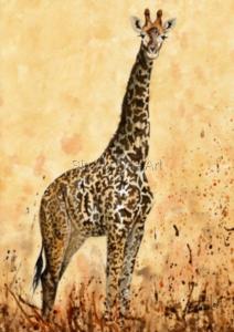 Giraffe - Masai