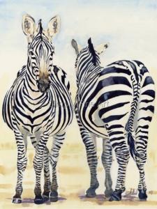 Zebras - Don't Be Shy!
