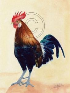 Cockerel 08