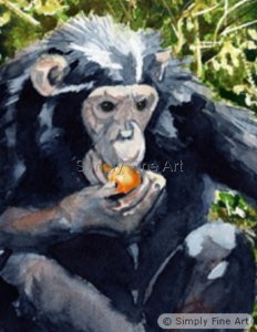 Chimpanzee - In Safe Hands