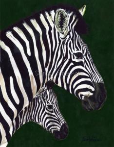 Zebra & baby head-studies on green background