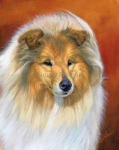 Collie - Rough Collie Sable Headstudy