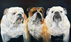 Bulldog Head Studies (3)