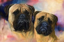 Bullmastiffs - Male & Female Headstudies