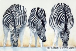 Zebras Three Drinking