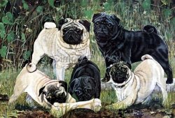 Pugs