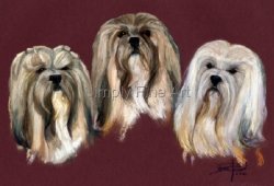 Lhasa Apso - Three Headstudies