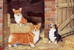 Welsh Corgi (Pembroke)