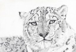 Snow Leopard Headstudy in pencil