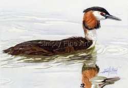 Grebe on the Broads