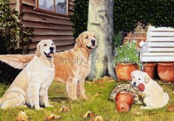 Golden Retriever family in a country garden