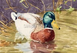 Duck - Mallard Small