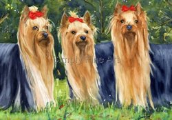 Yorkshire Terriers