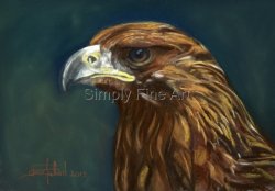 Golden Eagle Headstudy