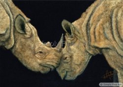 Rhinoceros - Whispers