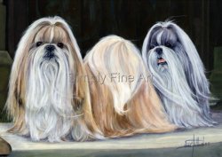 Shih Tzu