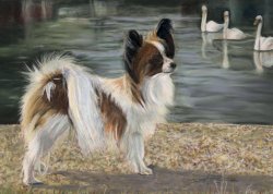 Champion Papillon & Swans