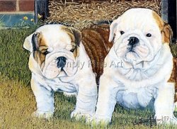Bulldog - pups
