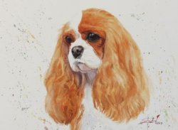 Cavalier King Charles Spaniel Blenheim Champion Female