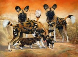 African Wild Dog - family group