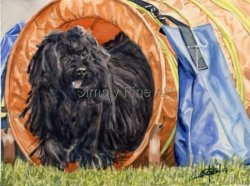 Hungarian Puli - Agility/Tunnel