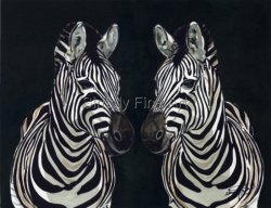 Zebra Heads "Mirror Image"