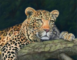 Leopard on Branch