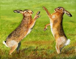 Hares Sparring (Landscape)