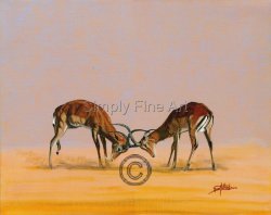 Impala Sparring