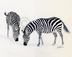 Zebras Two Grazing 10
