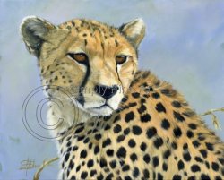 Cheetah - Headstudy