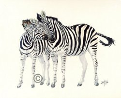 Zebras - Two nuzzling 11
