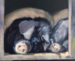 Pigs - Saddleback