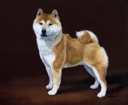 Japanese Shiba Inu