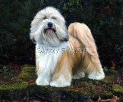 Tibetan Terrier Gold/White BIS Crufts