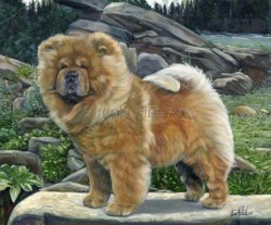 Chow Chow - Red Champion Male