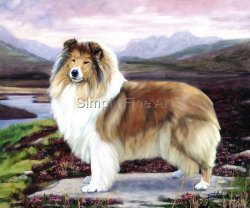 Collie - Rough Sable Bitch standing