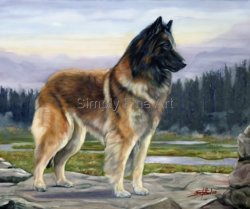 Belgian Shepherd Dog - Champion Tervueren Bitch