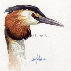 Grebe Headstudy