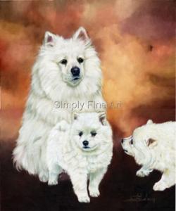 German Spitz (Mittel)