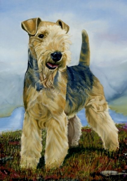 Lakeland Terrier - Champion Male