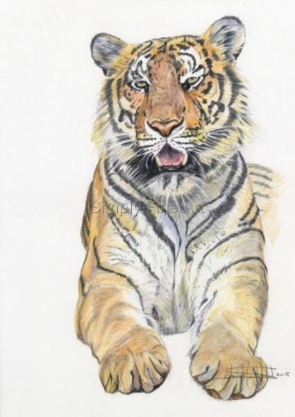 Tiger Head on, coloured sketch