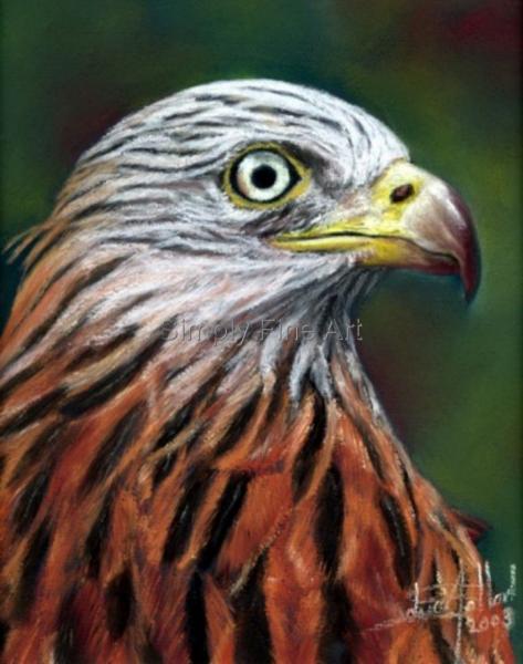 Red Kite headstudy